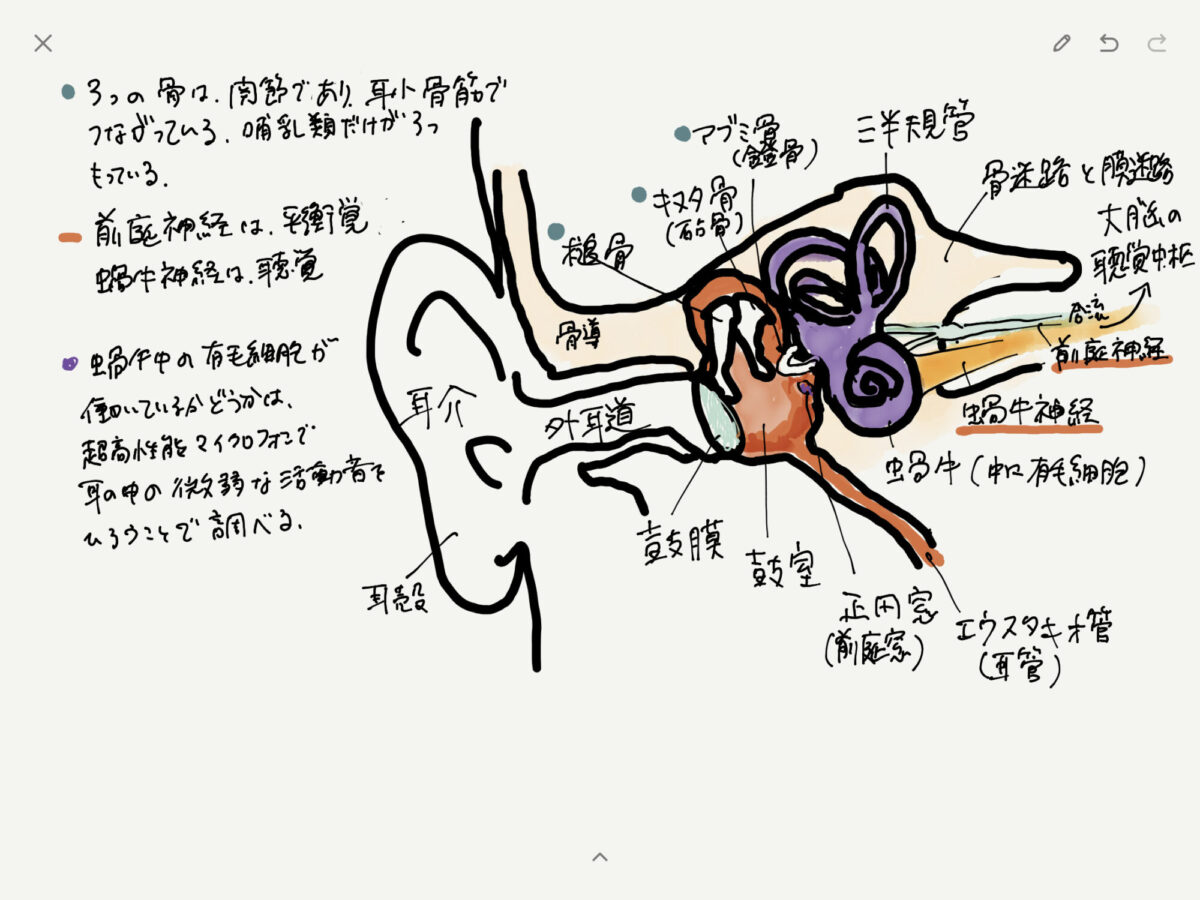 ear