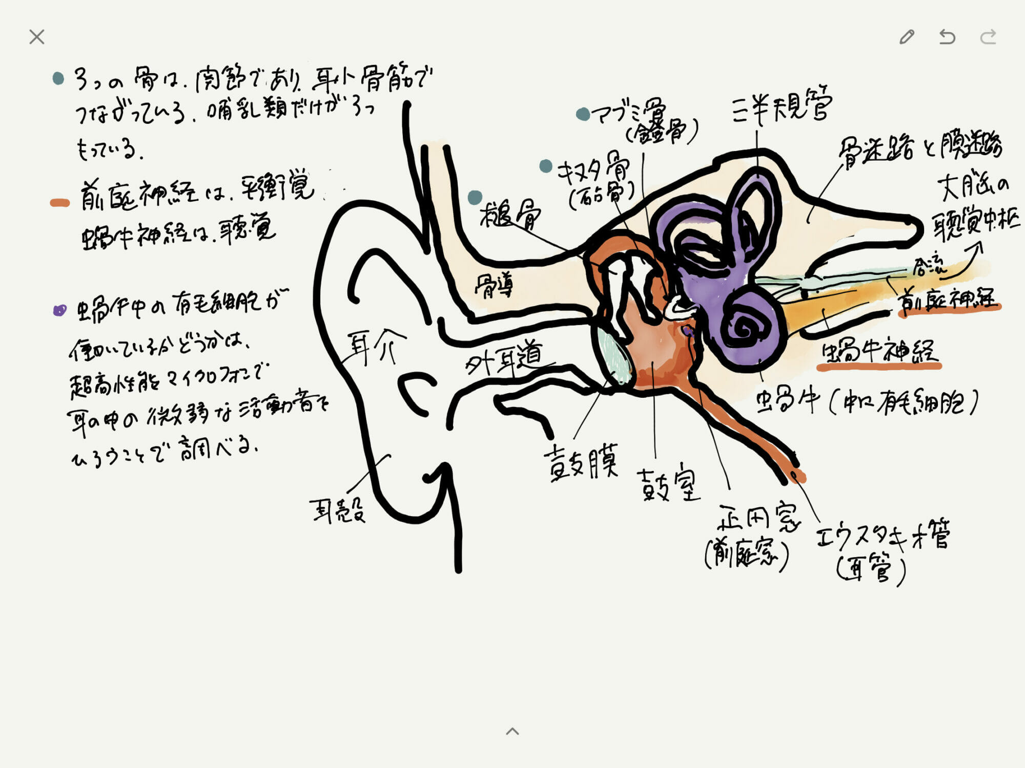 Ear