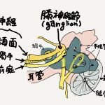 蝸牛前庭神経