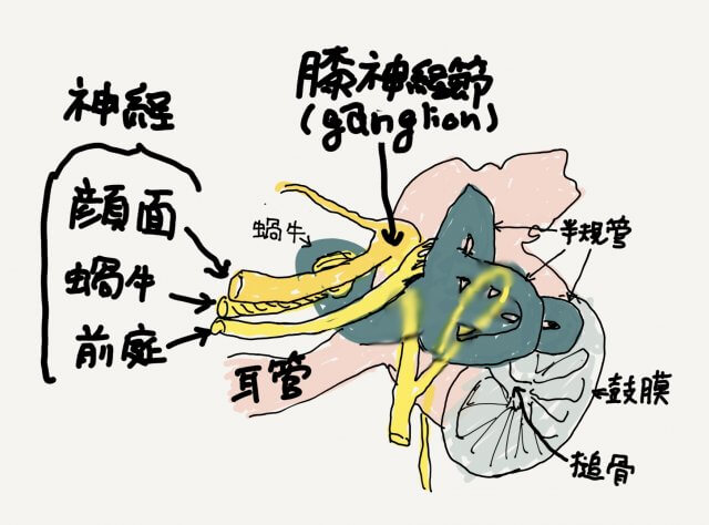 蝸牛前庭神経