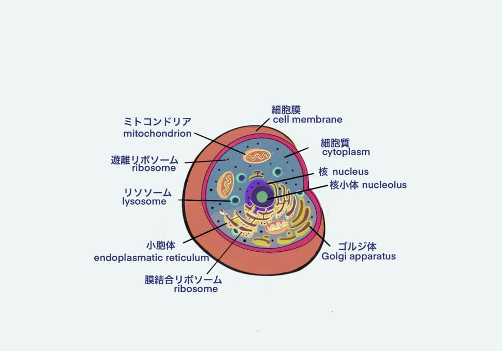 Cell