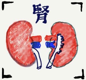 Kidony 腎