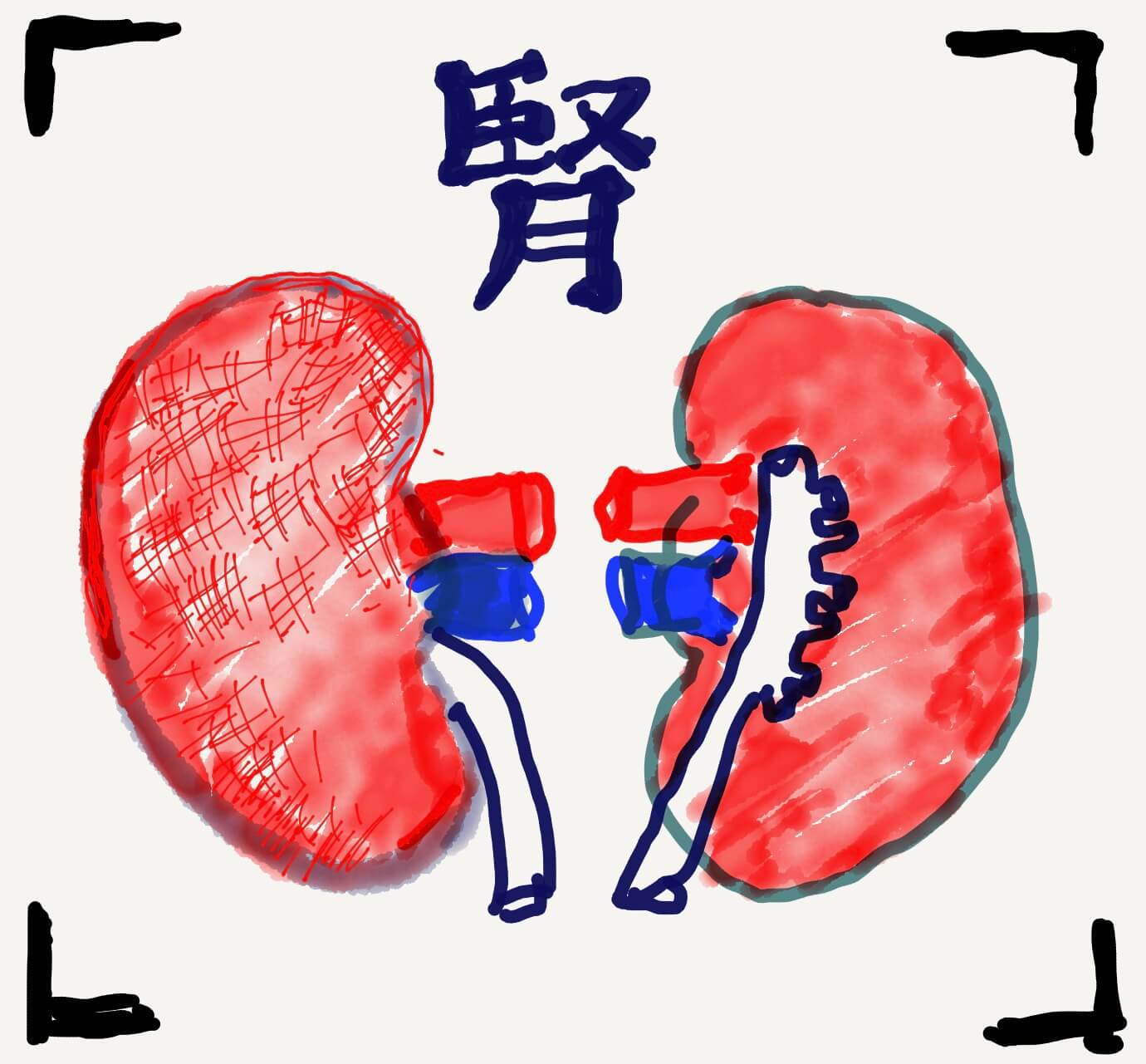 Kidony 腎